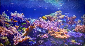 Фартук-панно ПВХ Коралловый риф, 1002х602х5мм